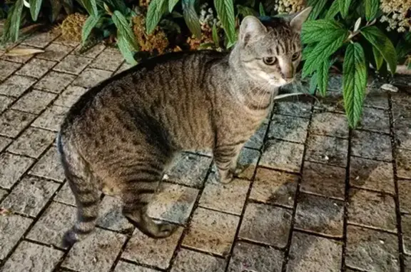 Chat sans collier trouvé à Metz - photo