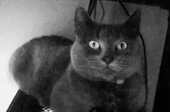 Animaux perdus Caudry, photo: Chatte Grizou perdue à Caudry