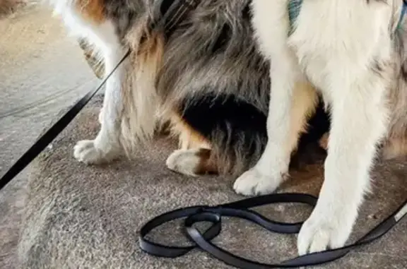 Appel: Koda & Tao, Bergers Perdus - photo