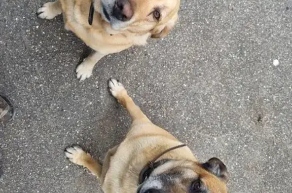 Chien perdu Châteauroux, photo : Chien perdu à Châteauroux