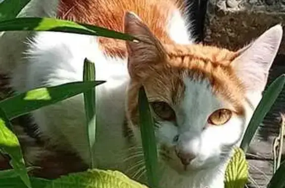 Chat blanc/roux perdu - Strasbourg - photo