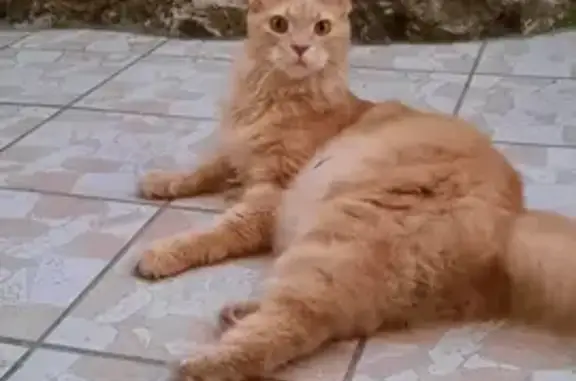 Chat géant trouvé à Nice - photo