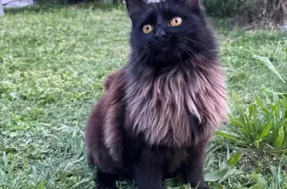 Chat noir perdu - Verte Prairie