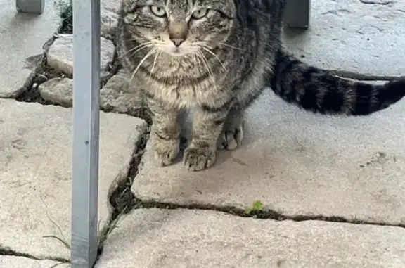 Chat triste trouvé à Saint-Marcel - photo
