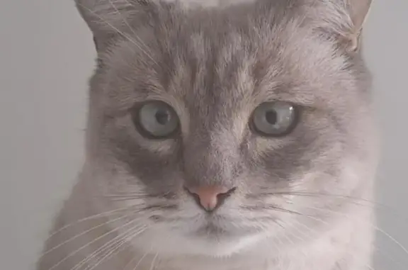 Animaux perdus Joué-lès-Tours, photo: Avis de recherche: Joaquin, chat gris