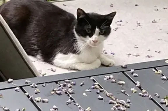 Chat perdu retrouvé Rue Parrayon - photo