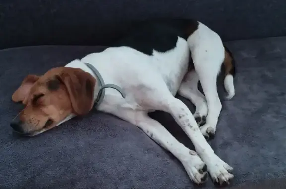 Chienne Beagle Trouvée à Périers - photo