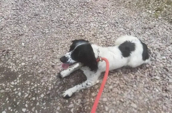 Chien trouvé La Neuville-du-Bosc, photo: Chien perdu à La Neuville-du-Bosc