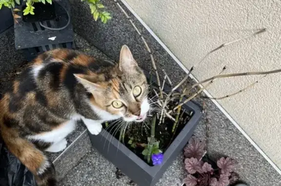 Animaux perdus Reims, photo: Chat Socka perdu à Reims