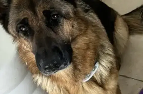 Chien perdu Castelsarrasin, photo : Chien perdu: Berger Allemand