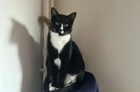 Animaux perdus Périgueux, photo: Moomin, chat noir/blanc perdu
