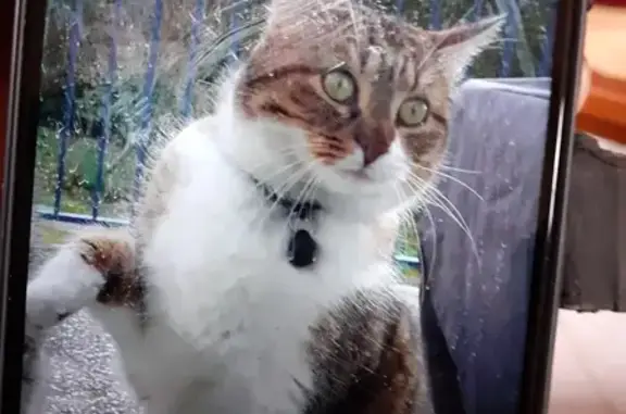Chat perdu, , photo: Chat Tigré Perdu à Limoges