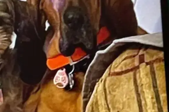 Lost Bloodhound in Tuckasegee - Help Find Her!