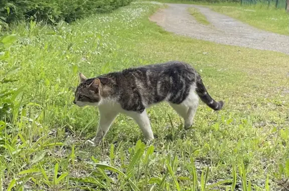Chat sauvageon trouvé à Chauvigny - photo