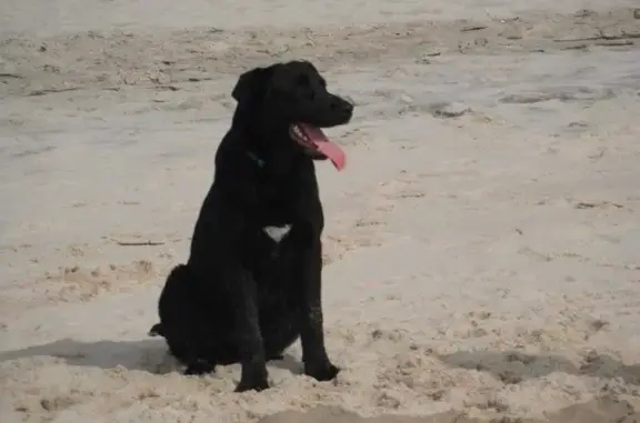 Animaux perdus , photo: Chien noir berger perdu - Martinaud