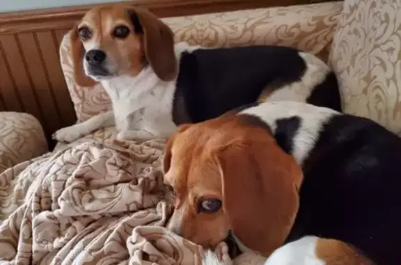 Lost Beagles: Bailey & Daisy near Elkmont - Help!