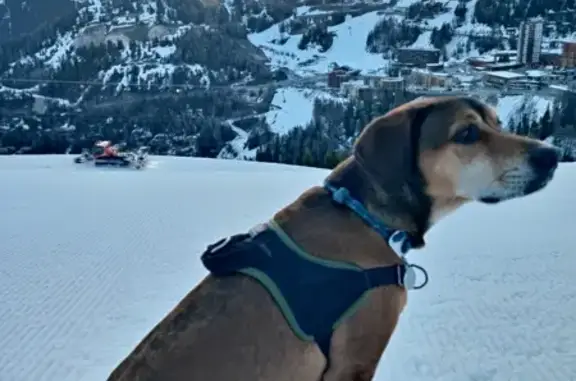 Alerte: Chien marron perdu à Aime - photo