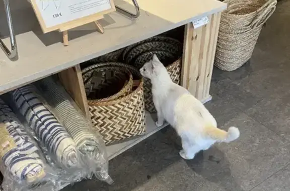 Chat sale amical trouvé à Cordelier - photo