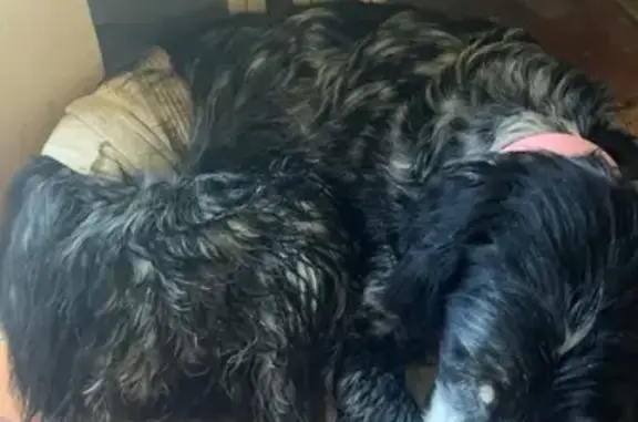 Chien perdu à Condom retrouvé - photo
