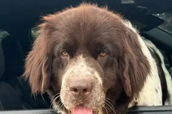 Found! Female Newfoundland - Brown Collar