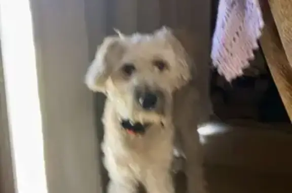 Lost Tan Dog with Gray Ears - Daisy | Savannah