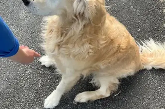 Chien trouvé Romagnat, photo: Chien Golden obéissant trouvé