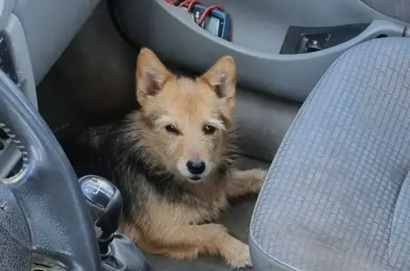 Chien noir et roux trouvé - photo