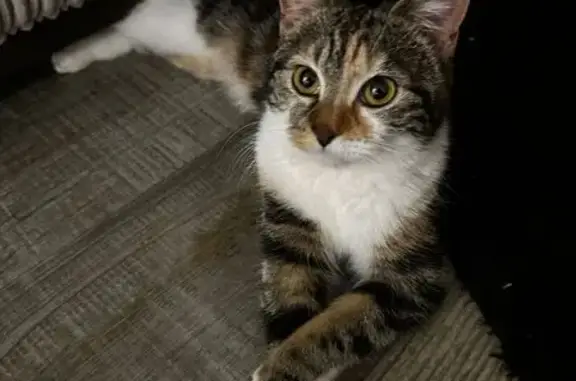 Lost Cat in Southampton: Help Find Her!