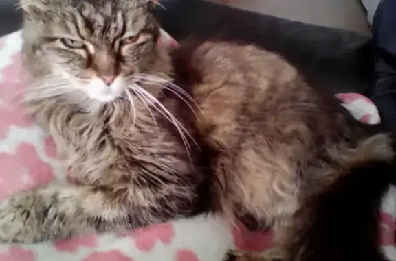 Chat retrouvé: femelle tigrée amaigrie - photo