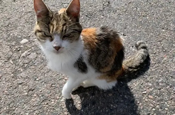 Chaton maigre trouvé à Ventron - photo