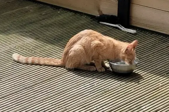 Chat roux maigre trouvé à Méricourt - photo