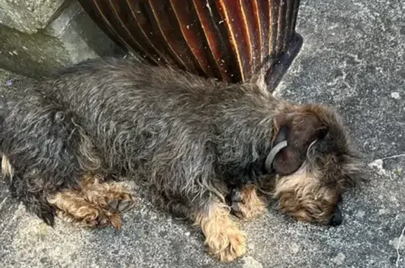 Chien âgé marron trouvé à Sorel - photo