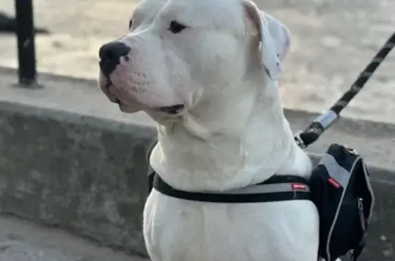 Adorable 1-Year-Old Bully Need...