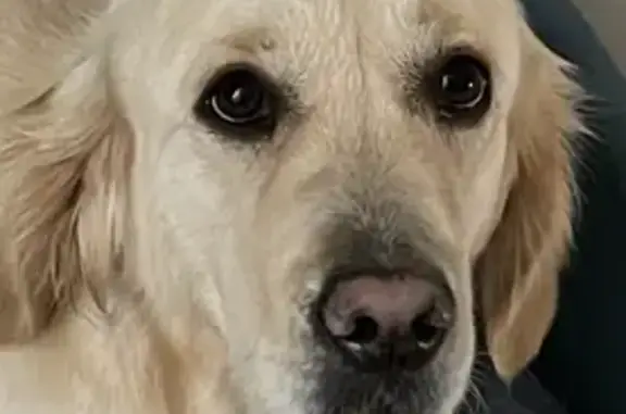 Chien perdu Questembert, photo : Sally, Golden Retriever perdu
