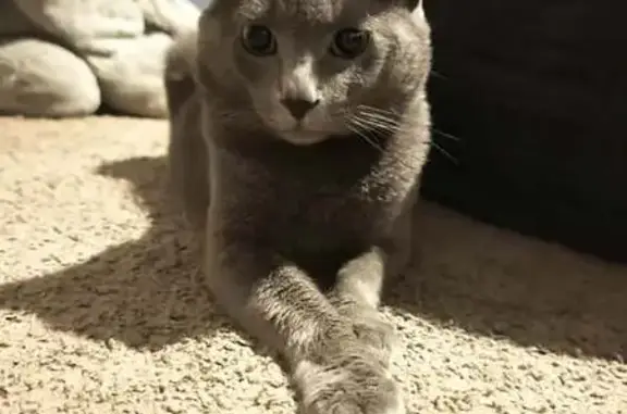 Help Find Toby: Lost Russian Blue Cat in SD!