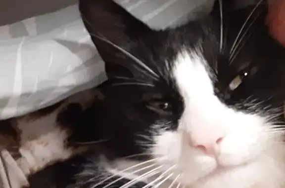 Animaux perdus Guilers, photo: Chat noir et blanc perdu à Guilers