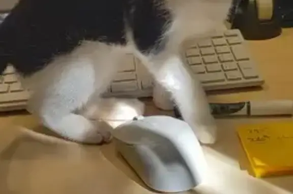 Chaton noir et blanc trouvé - photo