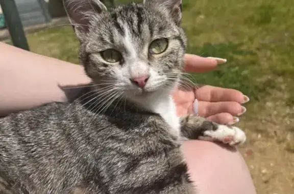 Chatonne tigrée trouvée au Mans - photo