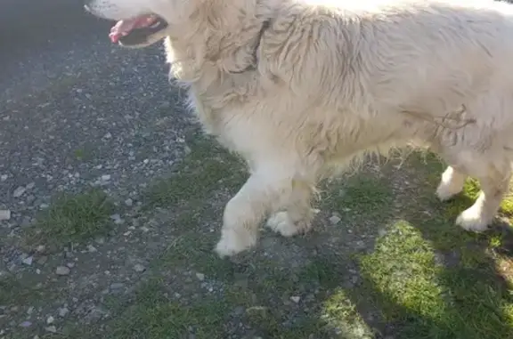 Chien trouvé Vieillevigne, photo: Chien perdu, collier noir, Vieillevigne