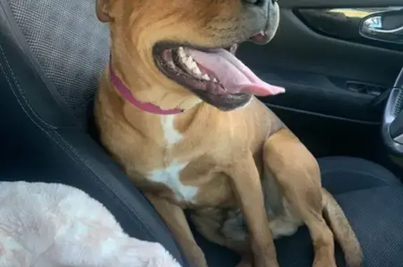 Chien Staff mâle retrouvé D113 - photo