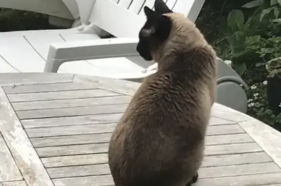 Chatte siamoise trouvée à Bihorel - photo