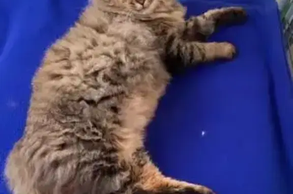 Animaux perdus Bayonne, photo: Chat tigré perdu à Bayonne