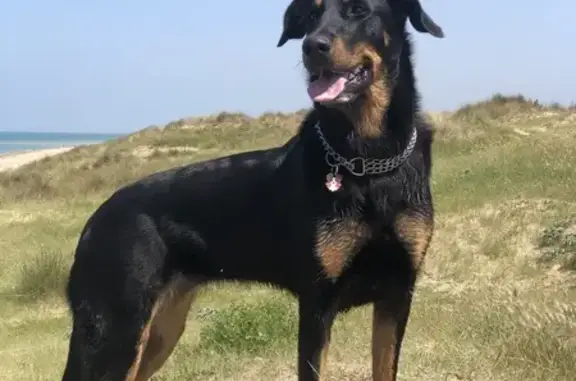 Chien perdu , photo : Chienne Beauceron perdue à Marigny