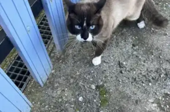Chat perdu: collier bleu, miaule - photo