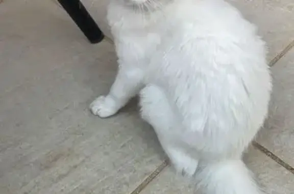 Chat blanc trouvé à Saint-Bonnet - photo