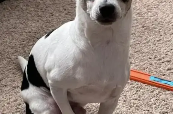 Lost Dog Alert: White & Black Rat-Chi Male!