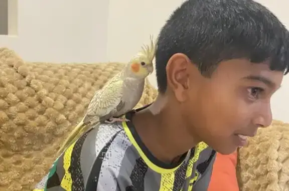 Help Find 2 Lost Cockatiels -...