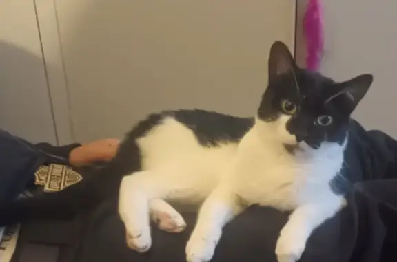 Lost Female Cat: Black & White, Ripponlea Area