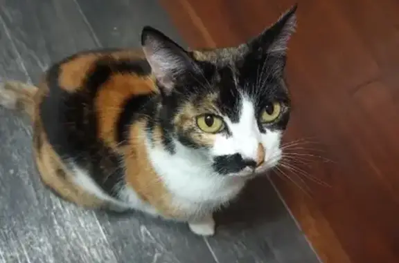 Lost Calico Cat in Bayswater - Help Find Her!