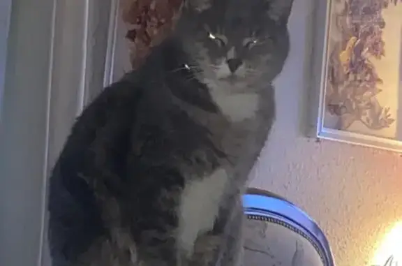 Chat Grisous disparu à Bellegarde - photo